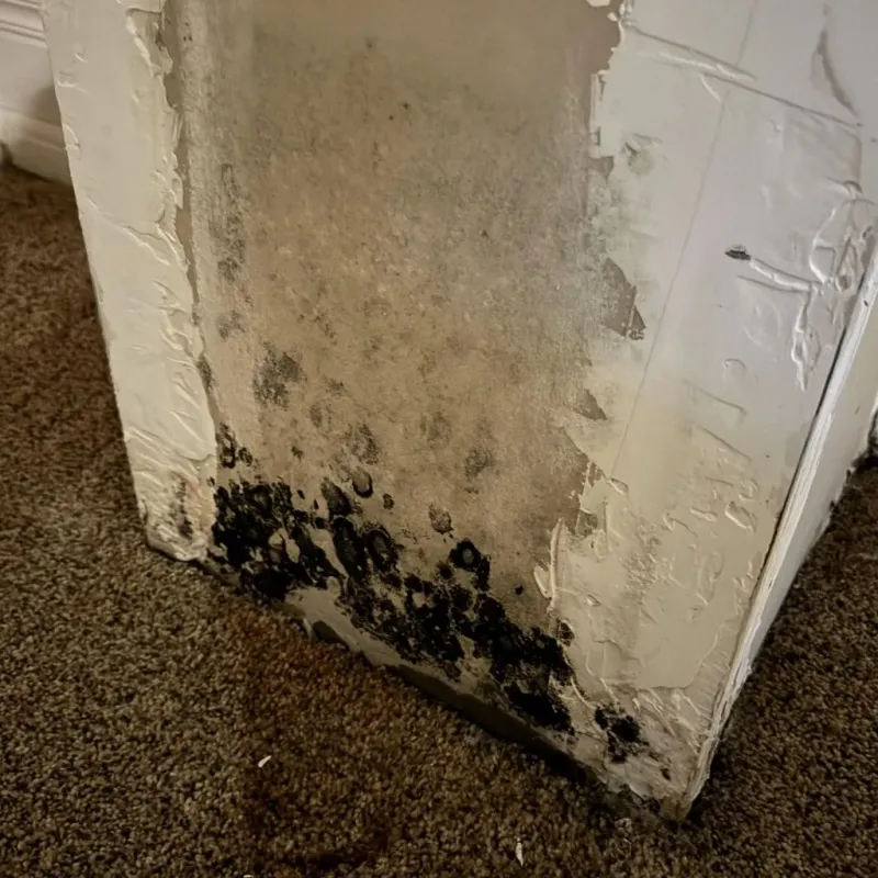 Professional Mold Removal in Moab, UT